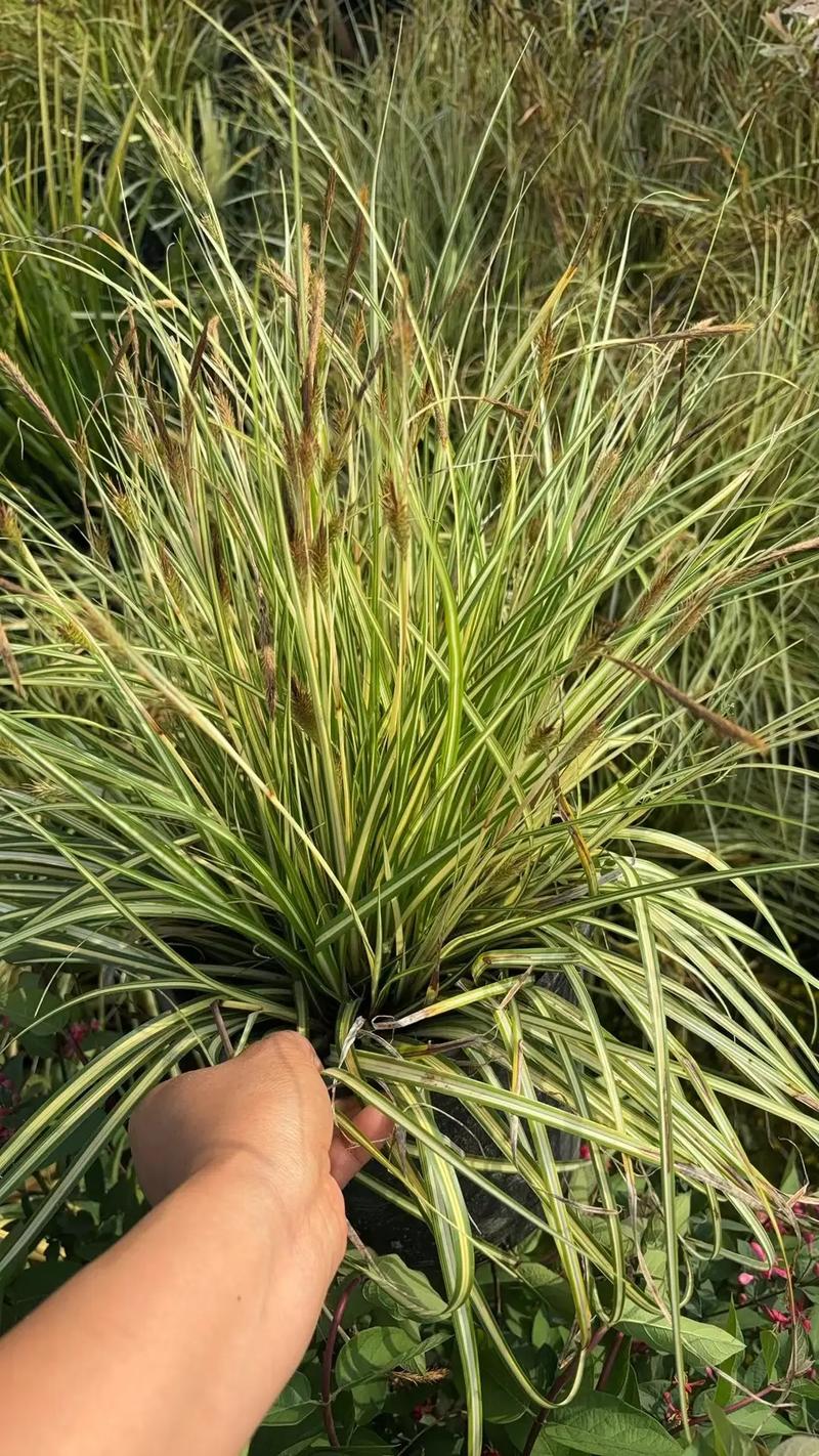 園林綠化工程苗木人 #全網(wǎng)搜索苗木有緣人 廠房綠化設計施工