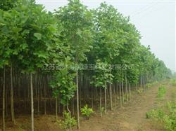 江蘇省林科院綠寶林業發展公司