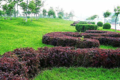 綠籬、色塊、色帶及體育場地設(shè)施的定點放線方法與步驟